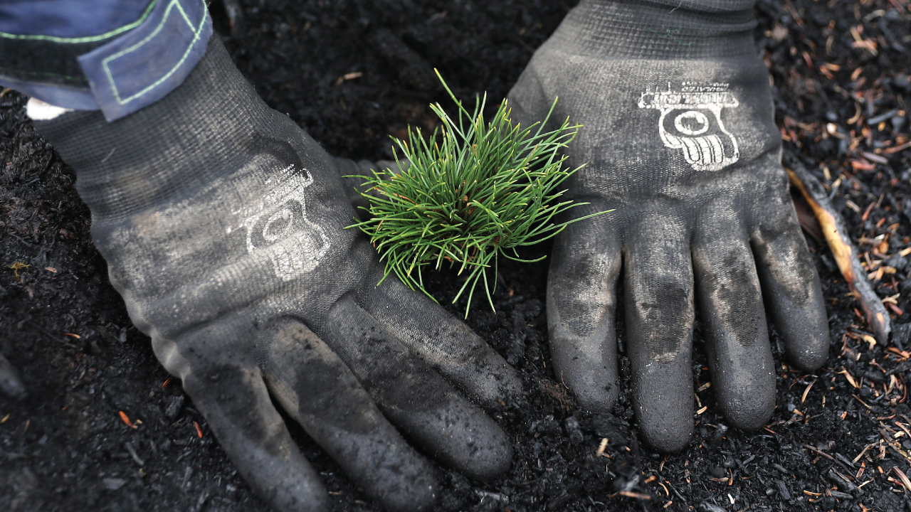 Image shows a nursery manager plants a whitebark pine at Glacier National Park in Montana in September 2019, part of an effort to restore vegetation threatened by climate change. (Chip Somodevilla/Getty Images)