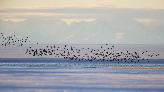 Long-tailed ducks fly along a barrier island outside Kaktovik, Alaska, on the edge of the Arctic National Wildlife Refuge. (Sylvain Cordier/Gamma-Rapho via Getty Images)