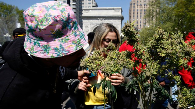 People smell a cannabis plant on April 20, 2023, at Washington Square Park in New York City. (Leonardo Munoz/VIEWpress)